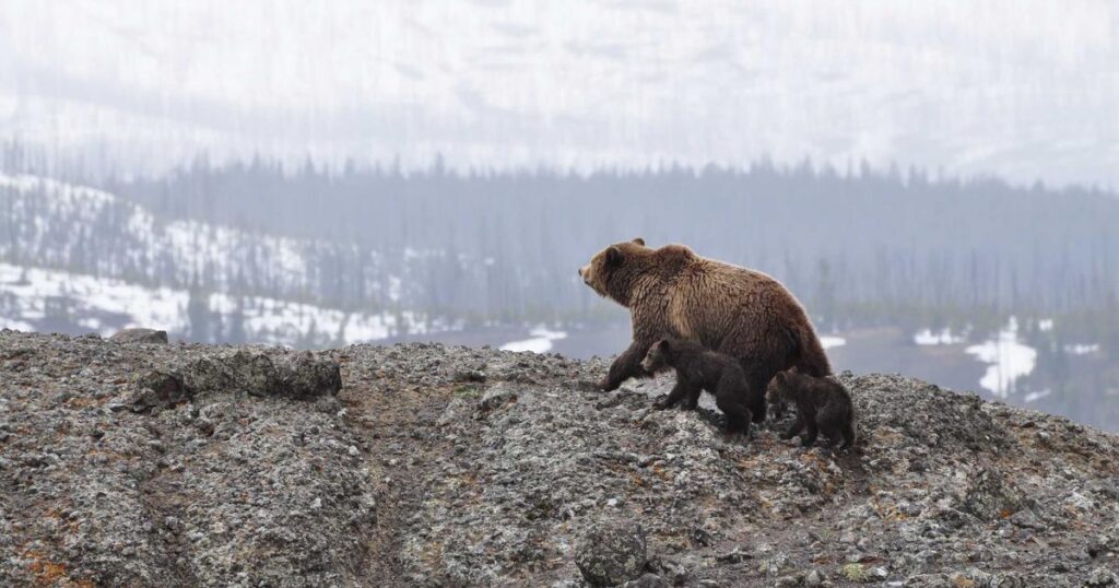 DiGiCo SD12 terrain ingénieurs en situation